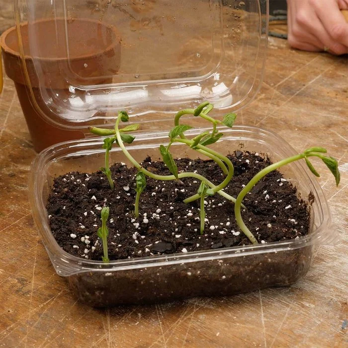 A plastic container with some plants in it